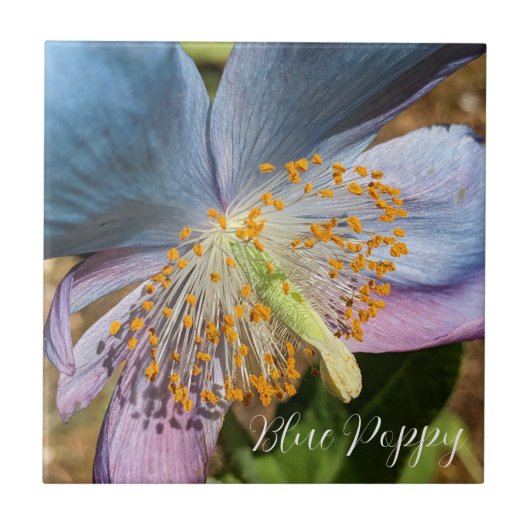 Carreau Flore de fleurs de crapaud bleu (Devant)