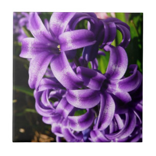 Carreau Flore de printemps Blue Hyacinth II