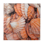 Carreau Florida Keys, Key West, coquillages (Devant)