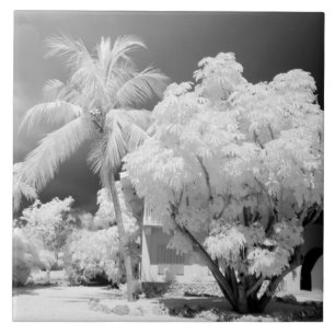 Carreau Florida Keys maison et ses palmiers, États-Unis.2