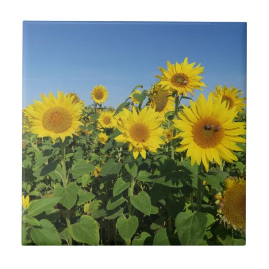 Carreau Flower, sun, plant, nature, summer, floral (Devant)