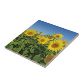 Carreau Flower, sun, plant, nature, summer, floral (Côté)