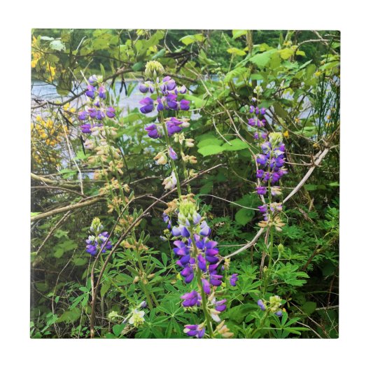 Carreau Flowers on the Trail, Oregon (Devant)