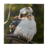 Carreau Fluffed up riant kookaburra (Devant)