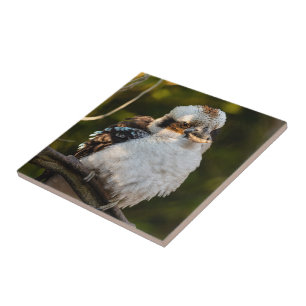 Carreau Fluffed up riant kookaburra