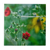Carreau Fly-By dans le jardin (Devant)