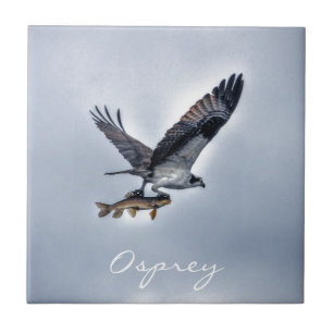 Carreau Flying Osprey with Walleye Fish HDR Photo