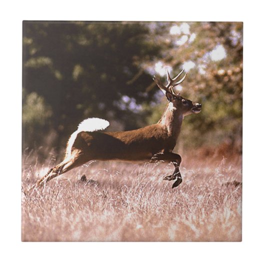 Carreau Fonctionnement de cerfs communs de Blanc-Queue (Devant)