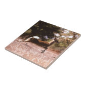 Carreau Fonctionnement de cerfs communs de Blanc-Queue (Côté)