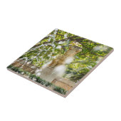 Carreau Fontaine dans les jardins d'Almudaina - Palma de M (Côté)