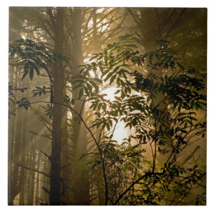 Carreau Forêt à feuillage persistant   Côte de l'Oregon