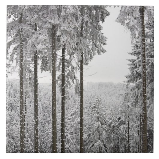 Carreau Forêt à feuillage persistant en hiver (Devant)