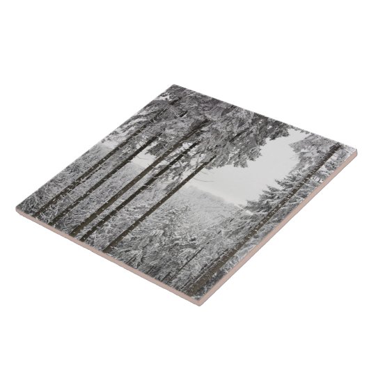 Carreau Forêt à feuillage persistant en hiver (Côté)