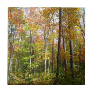 Carreau Forêt d'automne I Photographie de paysage automnal