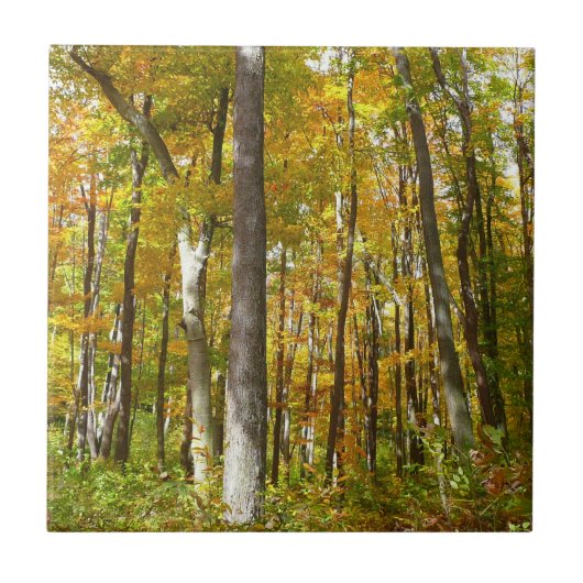 Carreau Forêt de feuilles jaunes Paysage d'automne (Devant)