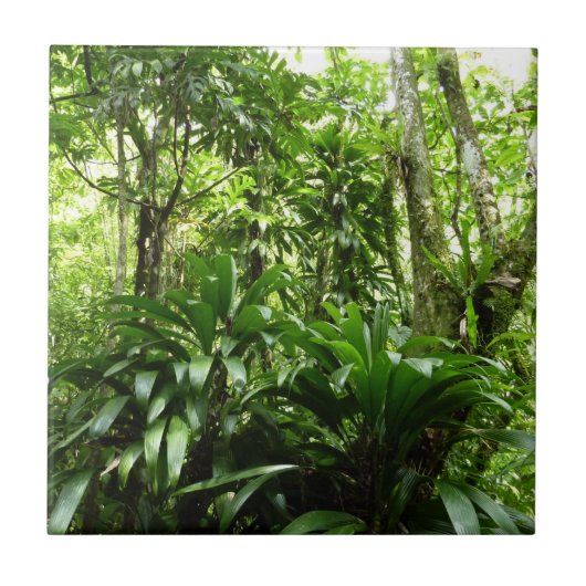 Carreau Forêt de pluie dominicaine I Nature verte tropical (Devant)