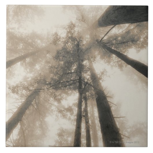 Carreau Forêt de séquoia, la Californie du nord (Devant)