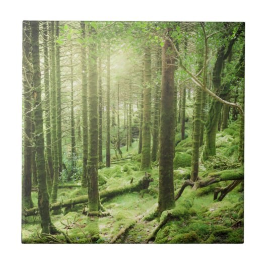 Carreau Forêt en parc national | Kerry, Irlande de (Devant)