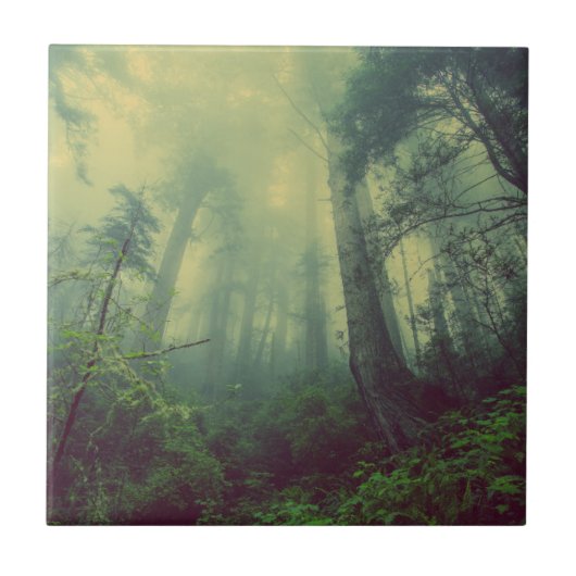 Carreau Forêt majestueuse de Misty (Devant)