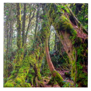 Carreau Forêt moussue