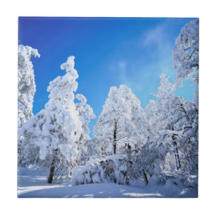 Carreau Forêt nationale de Cleveland