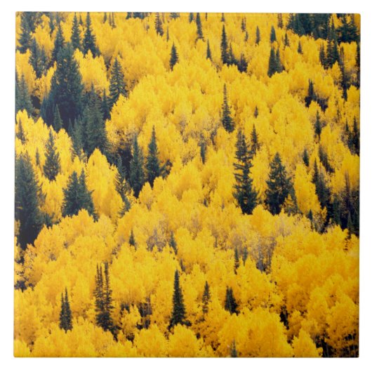 Carreau Forêt nationale de White River | Aspen, Colorada (Devant)