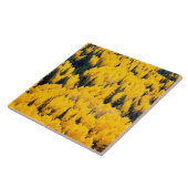 Carreau Forêt nationale de White River | Aspen, Colorada (Côté)