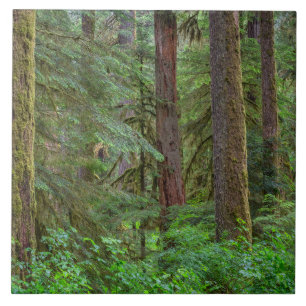 Carreau Forêt nationale de Willamette Oregon