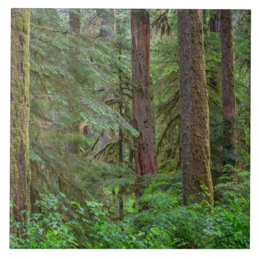 Carreau Forêt nationale de Willamette | Oregon (Devant)