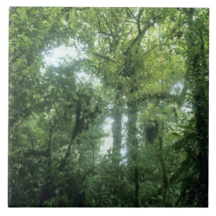 Carreau Forêt nuageuse de Monteverde, Costa Rica.