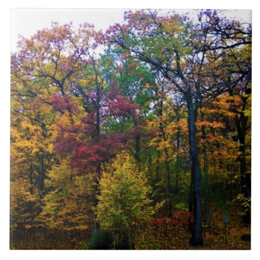 Carreau Forêt sombre d'automne (Devant)