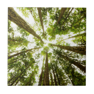 Carreau Forêt tropicale verte luxuriante