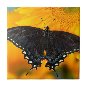 Carreau Forme Noire De Tigre Oriental