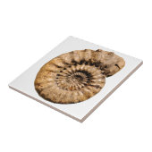 Carreau Fossile d'ammonite (Côté)