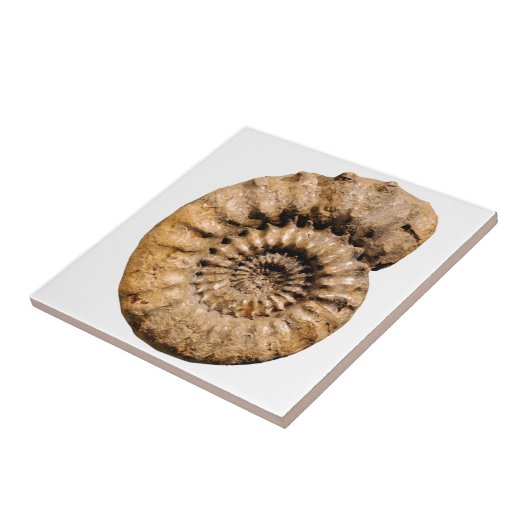 Carreau Fossile d'ammonite (Côté)