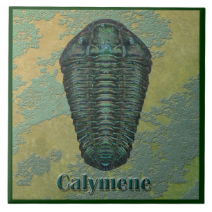 Carreau Fossile Trilobite de Calymene Niagarensis