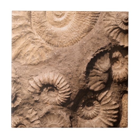 Carreau Fossiles de Shell (Devant)