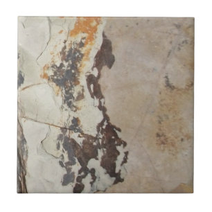 Carreau Fossiles plantes de fossiles, OU rochers intéressa