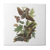 Carreau Fouet-pauvre- par Audubon (Devant)