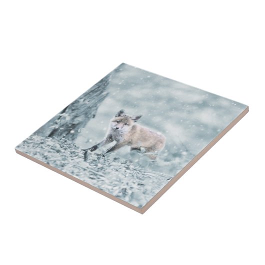 Carreau Fox CUB dans la neige (Côté)