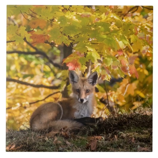 Carreau Fox Et Foliage (Devant)