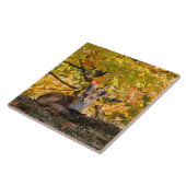 Carreau Fox Et Foliage (Côté)
