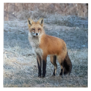 Carreau Fox Et Frost