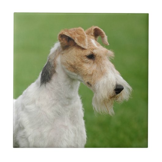 Carreau Fox Terrier (Devant)