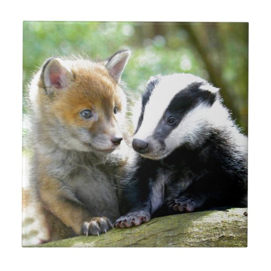 Carreau Foxcub et blaireau mignons ! (Devant)