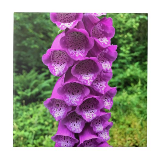 Carreau Foxglove Flowers, Oregon (Devant)