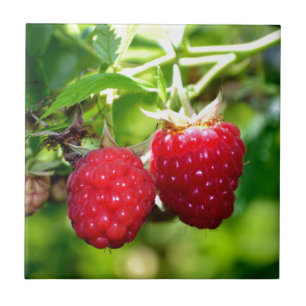 Carreau Framboise