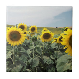 Carreau France Provence, Vue d'un champ de tournesols
