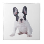 Carreau Frenchie - Chien français (Devant)