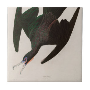 Carreau Frigate Pelican Birds of America Audubon Imprimer